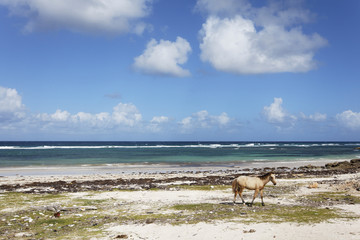 Cheval sauvage au bord de la mer 