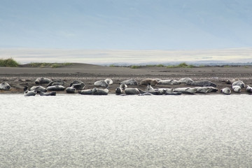 Colonia de focas comunes (Phoca vitulina) en Islandia © ihervas