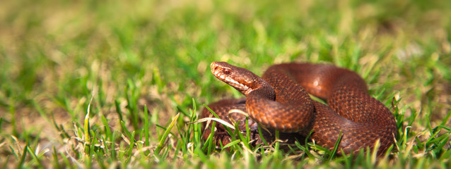 Vipera Berus