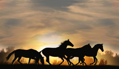 Naklejka premium konie o zachodzie słońca