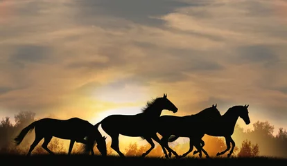 Fotobehang horses in sunset © Mari_art