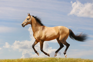 horse gallop - 28719282