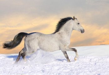 Fototapeta na wymiar arab koń