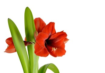 red Amaryllis