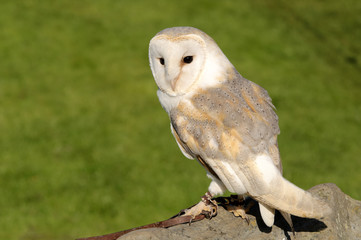 Barn Owl
