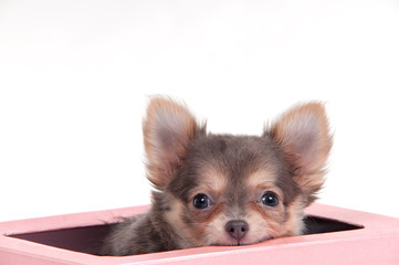 Chuhuahua puppy in pink gift box