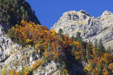 autumn forest in Ordesa