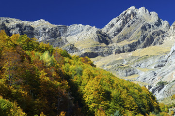 Obraz premium autumn forest in Ordesa