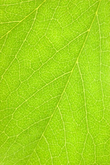 Natural Green Leaf Macro Background Texture