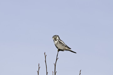 Obraz premium Northern Hawk Owl