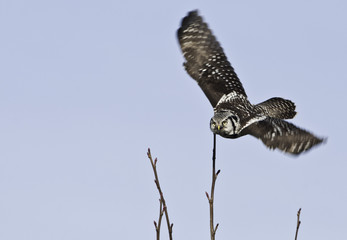 Northern Hawk Owl