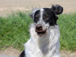 Fototapeta premium Hund mit Schmutz an der Schnauze