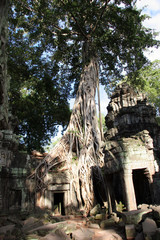 Naklejka premium Ta Prohm