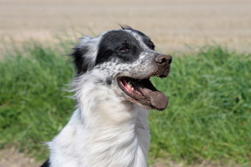 Glücklicher Hund mit dreckiger Schnauze