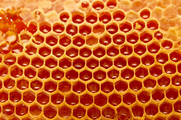 Honeycomb cells close-up with honey