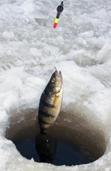 perch ice fishing