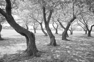 Black White Twisted Cherry Trees in Grove Washington DC USA
