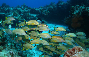 Fototapeta na wymiar Scuba Diver and School of Fish - Cozumel Mexico
