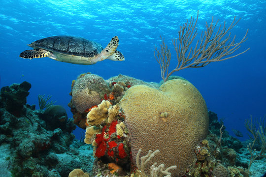 Hawksbill Turtle and Brain Coral - Cozumel, Mexico