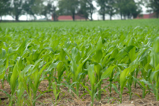 Corn the future fuel E85