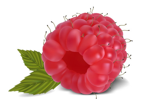 Raspberry with leaves