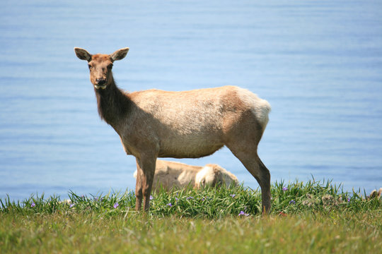 Tule Elk