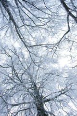 Winter trees