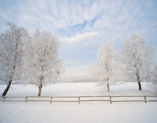 Winter landscape