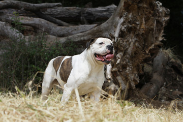 bouledogue am&eacute;ricain &agrave; l'arr&ecirc;t