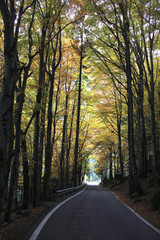 Fototapeta premium Asphalt road winding through the forest in autumn time