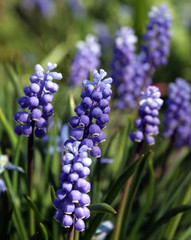 blue bell flowers