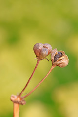 leek seeds