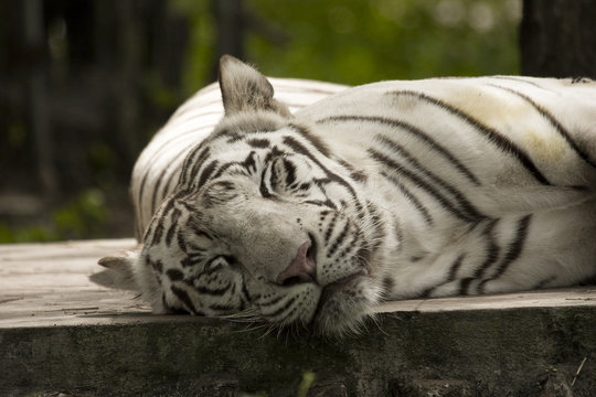 Tigre bianca