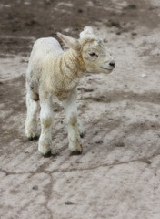 Lamb looking to the right