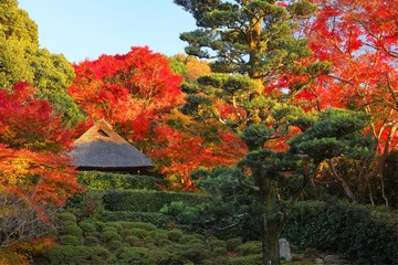 日本庭園　紅葉