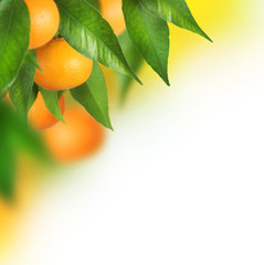 Fototapety  Uprawa dojrzałych mandarynek. Projekt granicy