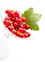 Currants and leaf in wine glass