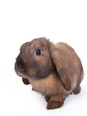 brown lop eared dwarf rabbit, isolated