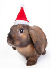 brown lop eared dwarf rabbit in santa, isolated