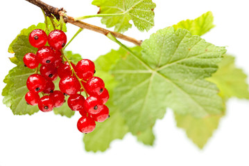 Red currant bunch isolated on white