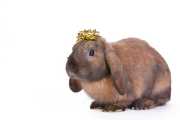brown lop eared dwarf rabbit with gold star decoration, isolated