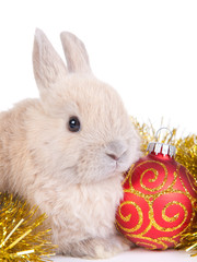 brown rabbit and christmas decoration, isolated