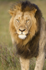 Fototapeta na wymiar Large African lion