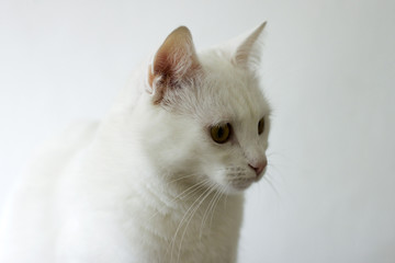 White cat