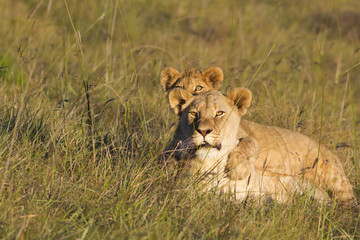 Fototapeta na wymiar Lioness and lion cub