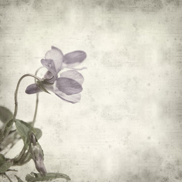 textured old paper background with  dog violet (Viola canina)