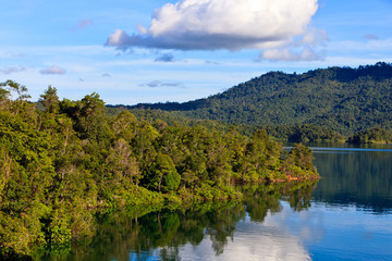 A river flowing through a rainforest