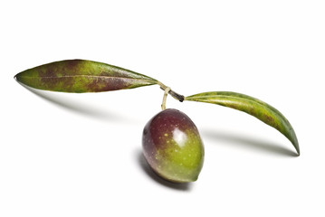 Oliva verde en su rama con un par de hojas.