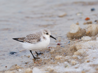 Sanderling