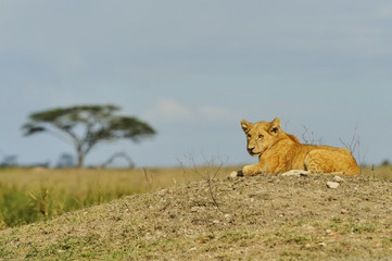A female of lion